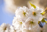 Fototapeta Kwiaty - Beautiful nature scene with blooming white cherry tree in spring