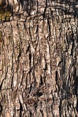 Common olive bark detail