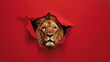 The intense gaze of a lion fixated through a simple tear in a red background, depicting focus and presence
