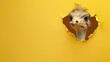 A bashful ostrich pops its head through a hole in the bright yellow paper, creating a comical image