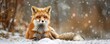 Cute red fox with fluffy fur on snow ground