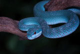 Fototapeta Zwierzęta - high venomous snake, blue viper snake closeup on branch, blue insularis,Trimeresurus Insularis	
