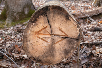 Arrows pointing to the left and to the right, carved into a fallen tree beside of a path in the woods.