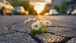 Closeup gentle daisy flowers growing out of cracked asphalt road on the city street. Conceptual background for self confidence, persistence and inner strength metaphor
