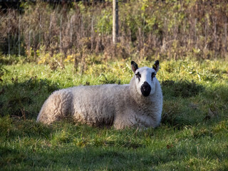 Poster - white sheep with black ears nose and eyes