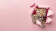 © Fxquadro - An adorable leopard cub's face appears through a torn pink paper background, capturing a sense of playful curiosity
