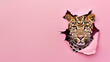 © Fxquadro - The head of a fierce-looking adult leopard emerges from torn pink paper, highlighting its impressive features