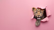 © Fxquadro - A stern leopard face peers through a tear in pink paper, setting a tone of solemnity and seriousness