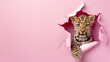 © Fxquadro - This playful leopard cub tears through pink paper, giving a mischievous wink to the onlooker