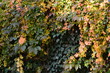 Winobluszcz na jesieni, Parthenocissus, przebarwiony na jesieni