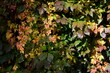Winobluszcz na jesieni, Parthenocissus, przebarwiony na jesieni