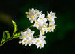 Macro of a jasmine nightshade flower