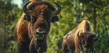 A Closeup Of Two Bison, One Eating Grass And The Other Looking At The Camera With Green Trees In The Background Generative AI