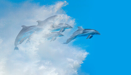 Poster - Group of dolphins jumping on the water - Beautiful seascape and blue sky