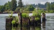 Plants grow out of old pilings at Gene Coulon Park in Renton, Washington.