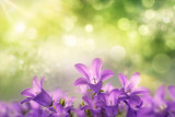 Fototapeta Na ścianę - Beautiful purple campanula blossoms growing towards the sunlight, with green dreamy bokeh background and copy space 