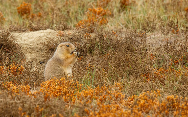 Wall Mural - black-tailed prairie dog in town west