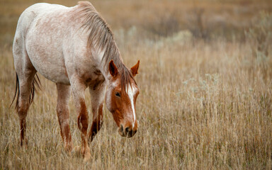 Wall Mural - Wild horses in autumn meadow