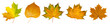 Set of autumn leaves isolated on transparent PNG background. High resolution.