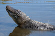 Male alligator vibrating the water during mating dance