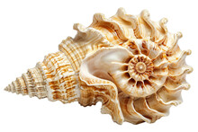 Astonishing Spiral Seashell