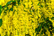 Close-up of a blooming branch of yellow flowers of Golden Chain tree, botanically known as Laburnum