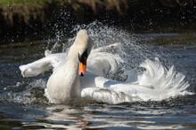 Frontal Portrait Of An Adult Mute Swan (Cygnus Olor) Bathing On A Sunny Spring Day