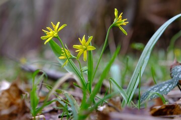 Wall Mural - Close up of Gagea lutea (yellow star-of-Bethlehem) - spring plant with yellow flowers