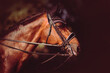 Portrait of a bay horse with a bridle on its muzzle, capturing the spirit of equestrian sports and the joy of horse riding.