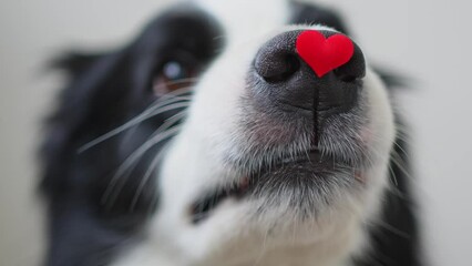 Poster - St. Valentine's Day concept. Funny portrait cute puppy dog border collie holding red heart on nose isolated on white background, nose close up. Lovely dog in love on valentines day gives gift love