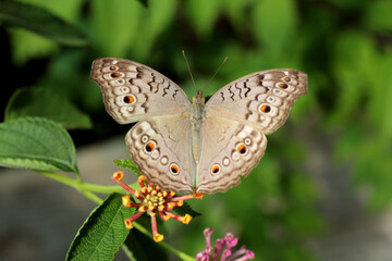 Poster - Un papillon beige aux fines tâches colorées