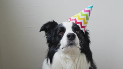 Wall Mural - Happy Birthday party concept. Funny cute puppy dog border collie wearing birthday silly hat isolated on white background. Pet dog on Birthday day