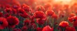 A panorama banner surrounding vibrant red poppies, a red flower field, a copy text area Generative AI