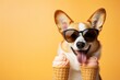 Closeup of corgi dog with sunglasses, eating ice cream in cone, isolated on yellow background