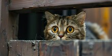A Cat With Wide Eyes Revealing A Deep, Unknown Fear. Kitten With A Tense Body In Palpable Anxiety Looking For Refuge Out Of Fear Of Something.