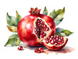 Ripe pomegranate fruit. Watercolor illustration