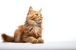 A beautiful red persian cat sitting on a white background