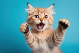 Fototapeta Miasta - A cute surprised red and white cat on a blue background
