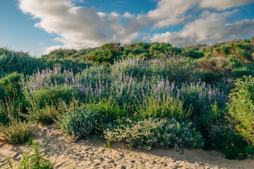 Wall Mural - Wilderness area. Shrubs, and wildflowers. Colony of Silvery Lupine (Lupinus argenteus), beautiful the pea-like blue wildflowers in bloom, and the cloudy sky