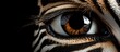 A closeup of a zebras eye showing intricate patterns of its fur and eyelashes, set against a dark background, captured in stunning macro photography