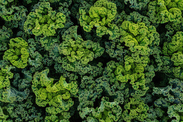 Wall Mural - An aerial shot capturing the geometric precision of freshly cultivated kale fields, a testament to agricultural innovation.