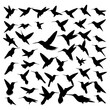 flat design hummingbird silhouette collection