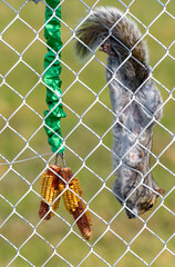 Wall Mural - Gray squirrel hanging upside down on chain link fence