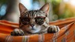 Cute tabby cat relaxing in hammock on blurred background.
