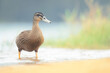 Portrait of a wild Pacific black duck (Anas superciliosa) wading in a freshwater lagoon with reeds and sand visible. Australia 