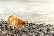 A dog is walking on a beach with wet fur