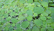 Plants Pistia (Pistia stratiotes) and duckweed (lat. Lémna mínor) on the surface of the aquarium, selective focus, horizontal orientation.