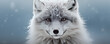Arctic fox in a snowy country