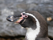 Humboldt Penguin - Spheniscus Humboldti. Portrait Of An African Penguin Against A Blurry Background Of Vegetation And Sand Dunes.
