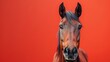 Portrait of a horse on a red background. Copy space.